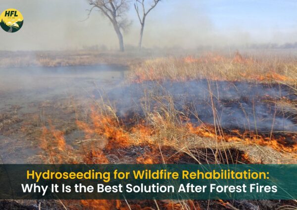 Hydroseeding for Wildfire Rehabilitation: Why It Is the Best Solution After Forest Fires