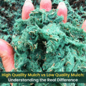 Hand holding high-quality hydro mulch showing dense fiber coverage and grass seed for effective erosion control.